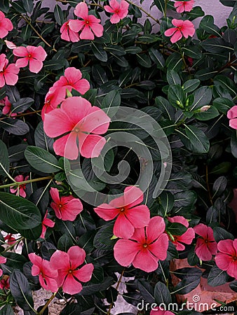 The uniqueness of the leaf motif with the combination of unique colored flowers looks perfect Stock Photo