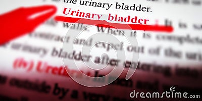 unitary bladder human body related word displayed with red colour underline text from Stock Photo
