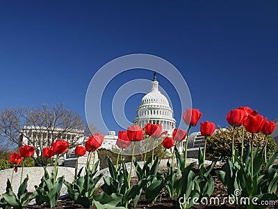 United States Capital with Tulips Stock Photo