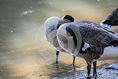 Flock of Canada geese preening in a park Stock Photo