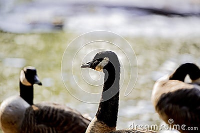 Flock of Canada geese preening in a park Stock Photo