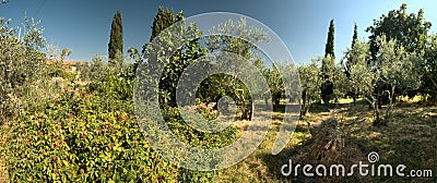 Unkempt garden in Tuscany Stock Photo