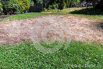 Unkempt Yard with Dried Grass and Weeds Stock Photo