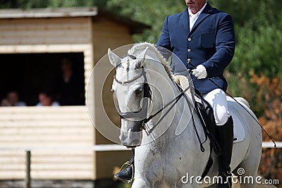 Portrait close up of dressage sport horse with unknown rider Editorial Stock Photo