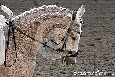 Unknown contestant rides at dressage horse event in riding ground. Head shot closeup of a dressage horse during competition event Stock Photo