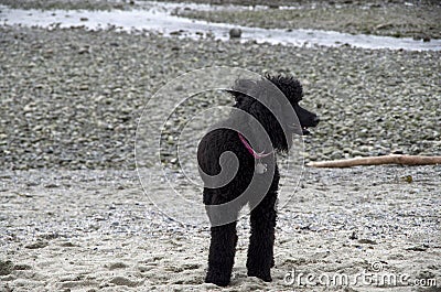 Unleashed dog playing on beach Stock Photo