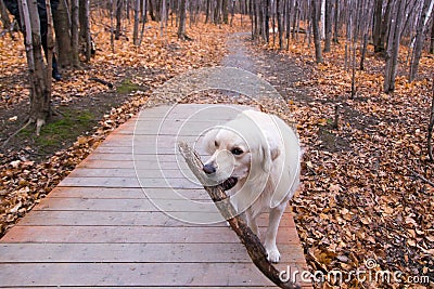 Unleashed golden retriever walking proudly with large branch in its mouth Stock Photo