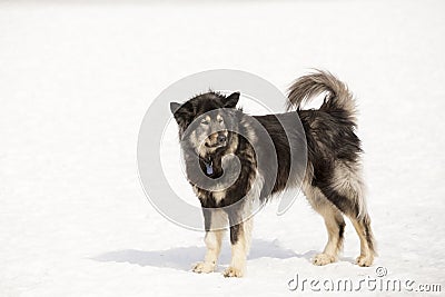Unleashed long-haired tricolour German Shepherd standing alert Stock Photo