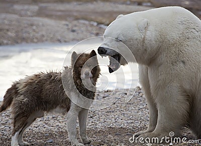 Unlikely pair. Canadian Eskimo Dog and Polar Bear Stock Photo