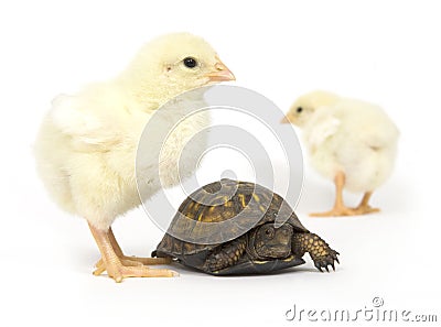 Unlikely pair - turtle and baby chicks Stock Photo