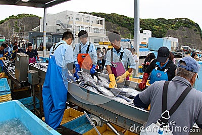 Unloading Tuna fish in Japan on the dock side from a large boat Editorial Stock Photo