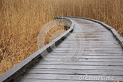 Unmarked wooden walkway through invasive grasses Stock Photo