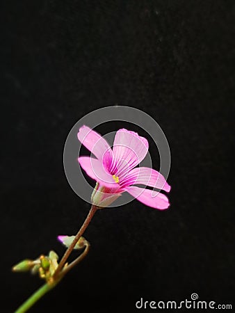 Unnamed flower with special still photo Stock Photo
