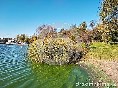 Unnatural green color of water in the river near the shore, environmental pollution Stock Photo