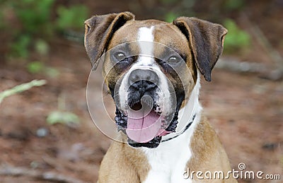 Boxer Dog tongue panting, pet adoption photography Stock Photo