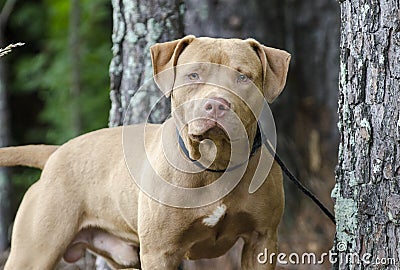 Male American Pitbull Terrier dog, pet adoption photography Stock Photo