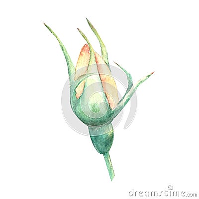 An unopened peach-colored rose Bud on a white background. Watercolor illustration Cartoon Illustration