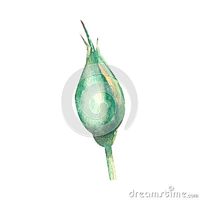 An unopened peach-colored rose Bud on a white background. Watercolor illustration Cartoon Illustration