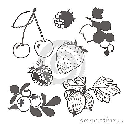 Unpainted berries Vector Illustration