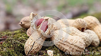 Unpeeled whole raw peanuts in brown husks in the shell texture on a beautiful natural background in the forest lies in a heap on a Stock Photo