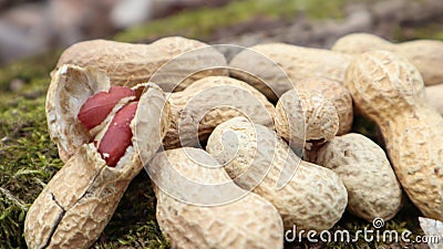 Unpeeled whole raw peanuts in brown husks in the shell texture on a beautiful natural background in the forest lies in a heap on a Stock Photo