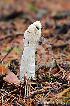 Unpleasant smelling mushroom Phallus Impudicus Stock Photo