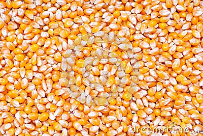 Unpopped popcorn seeds background Stock Photo