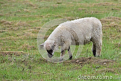 Unprotected flock of sheep in the Wolf area Stock Photo