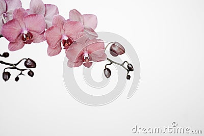 Unreal orchid branche on white background banner with copy space Stock Photo