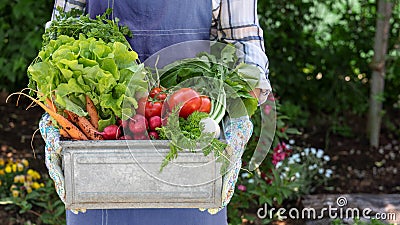 Unrecognisable female farmer holding crate full of freshly harvested vegetables in her garden. Homegrown bio produce concept. Stock Photo