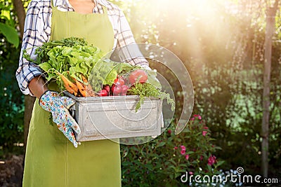 Unrecognisable female farmer holding crate full of freshly harvested vegetables in her garden. Homegrown bio produce. Stock Photo