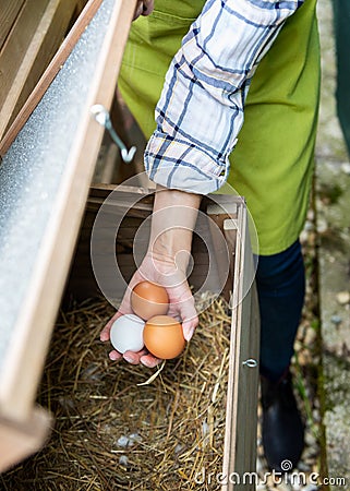 Unrecognisable woman collecting free range eggs from chicken house. Egg laying hens and young female farmer. Healthy eating. Stock Photo