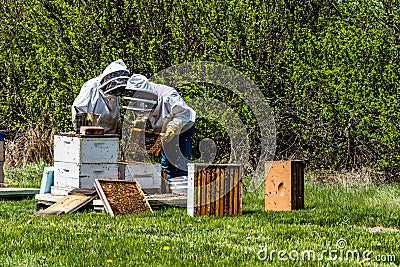 Two unrecognizable beekeepers inspecting brood trays from beehive Stock Photo