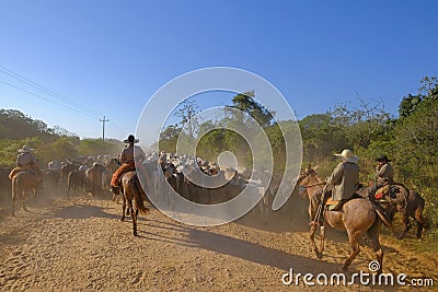 Unrecognizable cowboys with cows, cattle transport on the nature parkway in the Pantanal, Mato Grosso Do Sul, Brazil Editorial Stock Photo