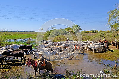 Unrecognizable cowboys with cows, cattle transport on the nature parkway in the Pantanal, Mato Grosso Do Sul, Brazil Editorial Stock Photo