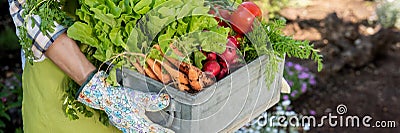 farmer holding crate full of freshly harvested vegetables in her garden. Homegrown bio produce concept. Sustainable living. Stock Photo