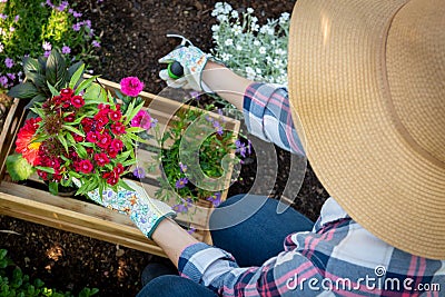 Unrecognizable female gardener planting flowers in her garden. Gardening. Overhead view. Stock Photo