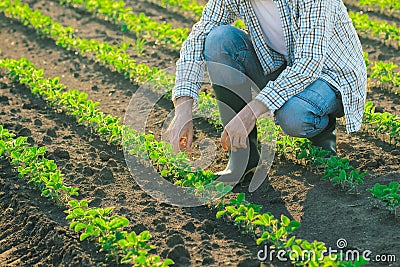 Unrecognizable male farmer in soybean field Stock Photo