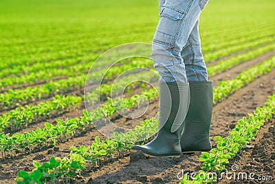 Unrecognizable male farmer standing in soybean plants rows Stock Photo