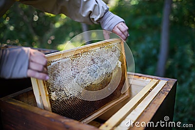 Unrecognizable man beekeeper holding honeycomb frame in apiary. Stock Photo