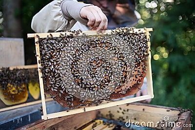 Unrecognizable man beekeeper holding honeycomb frame full of bees in apiary. Stock Photo