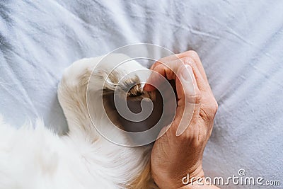 Unrecognizable woman and dog at home making a heart shape with hand and paw. Love concept Stock Photo