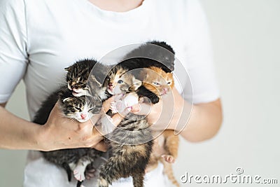 Unrecognizable woman wearing white T-shirt olding five outbred little kittens of different colors. Pet adoption. Stock Photo