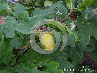 Unripe acorns on an oak twig. Stock Photo