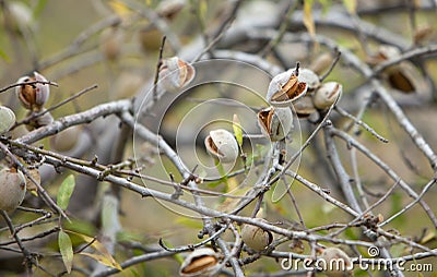 Unripe almonds on almond tree in taberrant Stock Photo