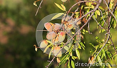 Unripe almonds on almond tree. Stock Photo