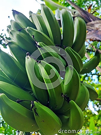 an unripe banana, banana tree Stock Photo