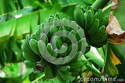 Unripe Banana - Pisang Mentah Stock Photo