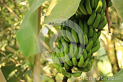 Unripe Banana Robusta Stock Photo