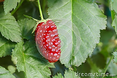 Unripe blackberry on the bush Stock Photo